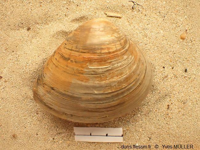 Rangia_cuneata_my_02