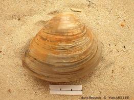 Rangia_cuneata_my_02
