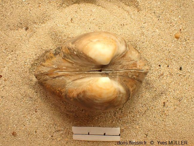 Rangia_cuneata_my_03