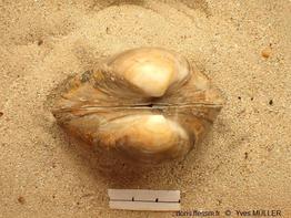Rangia_cuneata_my_03