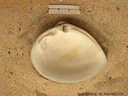 Rangia_cuneata_my_05