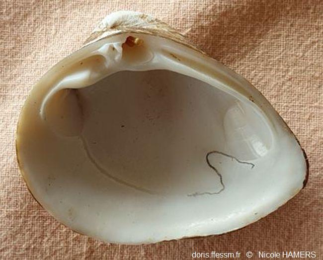 Rangia_cuneata_nh_01