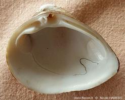 Rangia_cuneata_nh_01