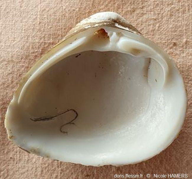 Rangia_cuneata_nh_02