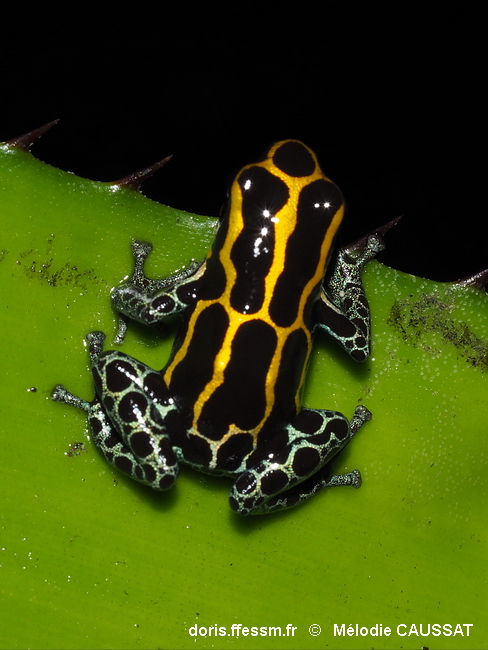 Dendrobate à ventre tacheté de l'Amazonie