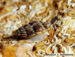 Raphitoma_antipolitana-alma0724