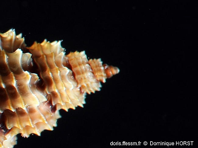 Raphitoma_antipolitana-doho045