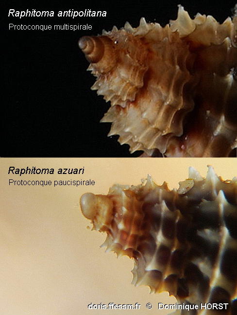 Raphitoma_antipolitana+R. azuari_doho645
