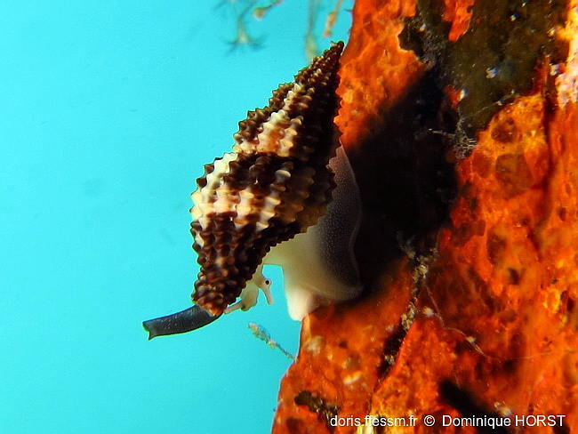 Raphitoma_bicolor-doho020