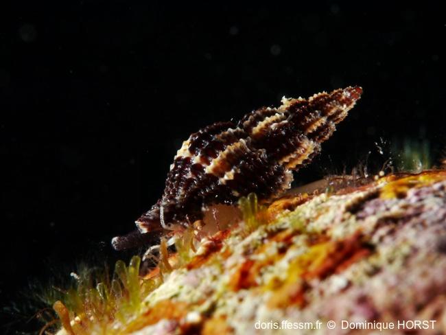 Raphitoma_bicolor-doho030