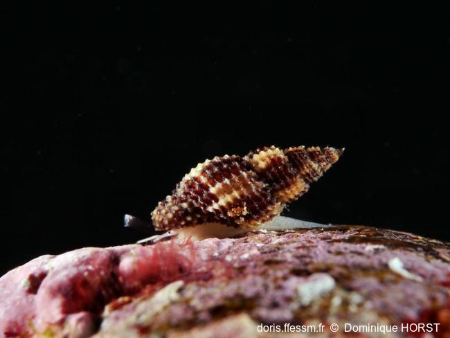 Raphitoma_bicolor-doho040