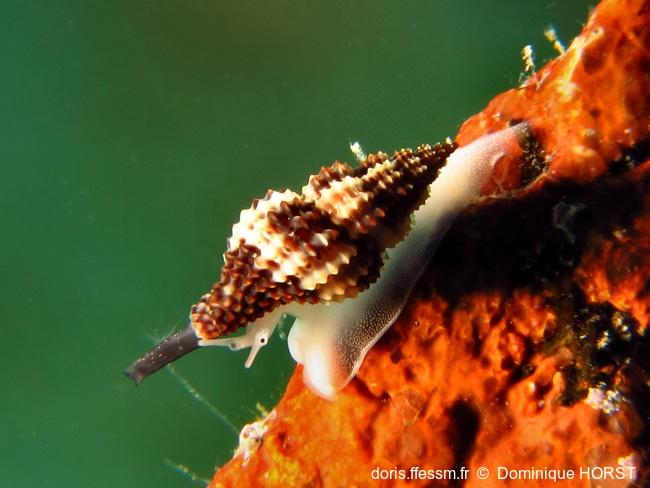 Raphitoma_bicolor-doho050