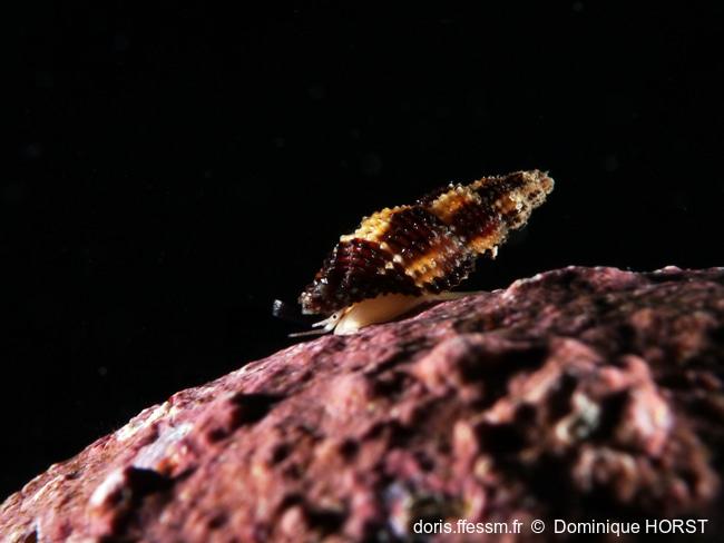 Raphitoma_bicolor-doho060