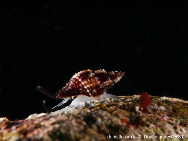 Raphitoma_bicolore-070