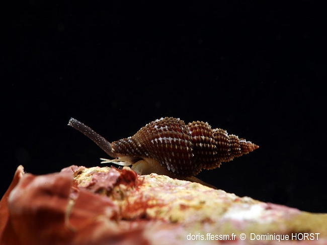 Raphitoma_densa-doho030
