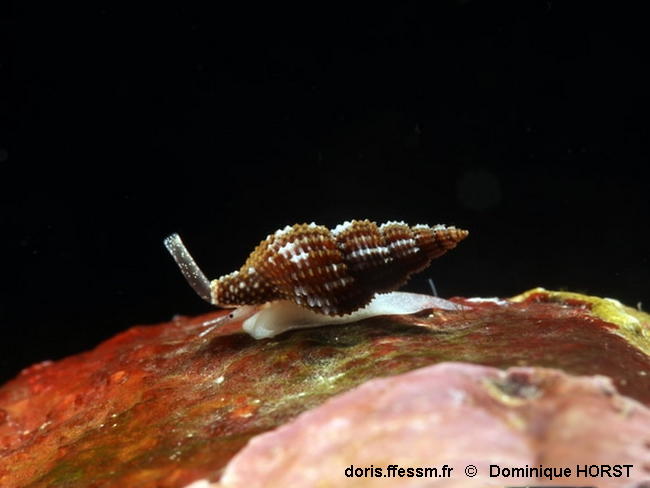 Raphitoma_densa-doho040