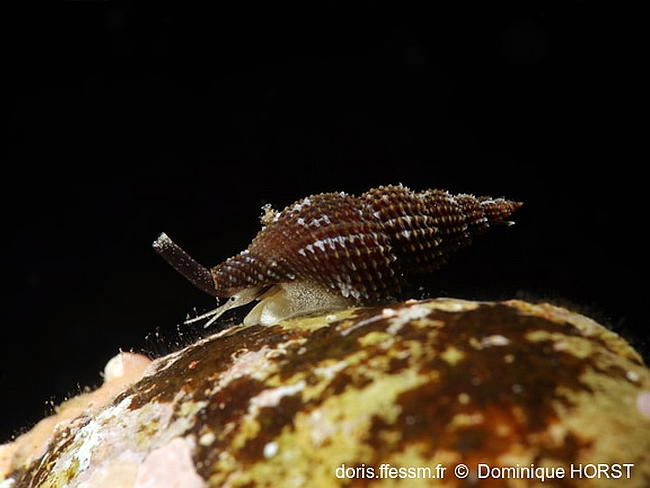 Raphitoma_densa-doho60