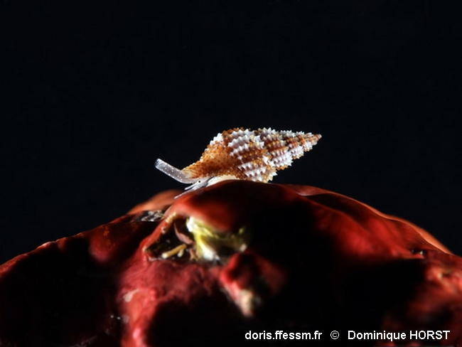 Raphitoma_densa-doho80