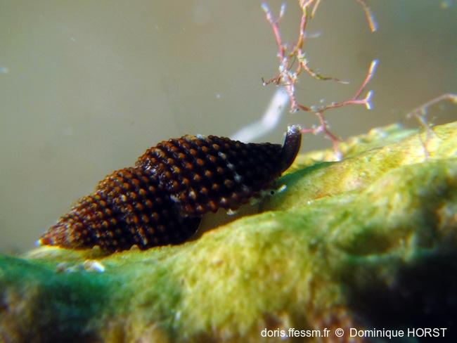Raphitoma_laviae-doho010