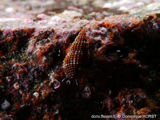 Raphitoma_laviae-doho030