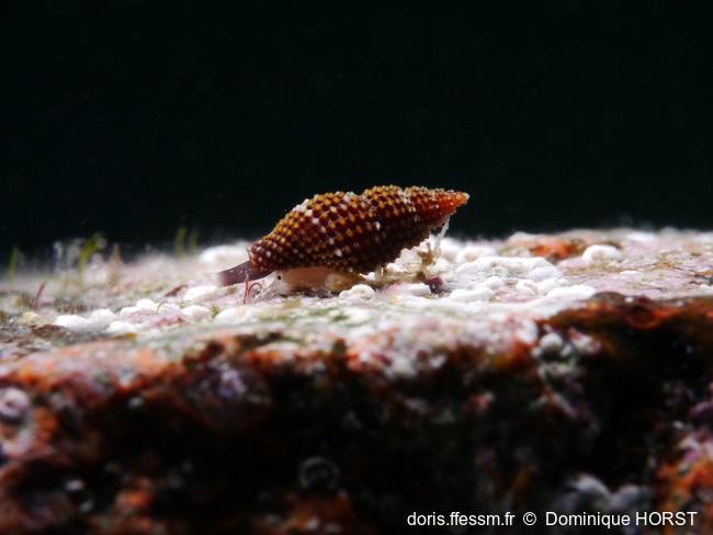 Raphitoma_laviae-doho040