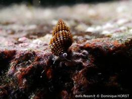 Raphitoma_laviae-doho050