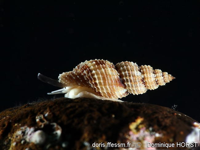 Raphitoma_pupoides-doho010