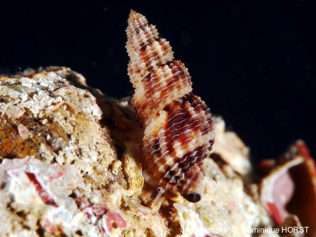 Raphitoma_pupoides-doho020