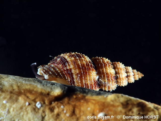 Raphitoma_pupoides-doho030