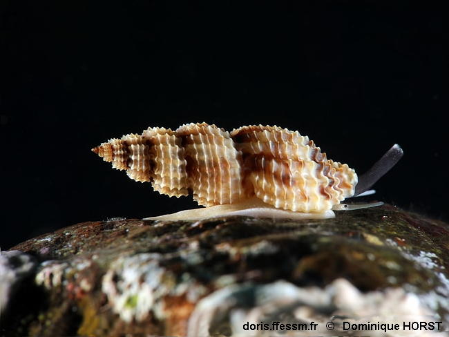 Raphitoma_pupoides-doho040