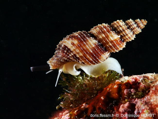 Raphitoma_pupoides-doho050