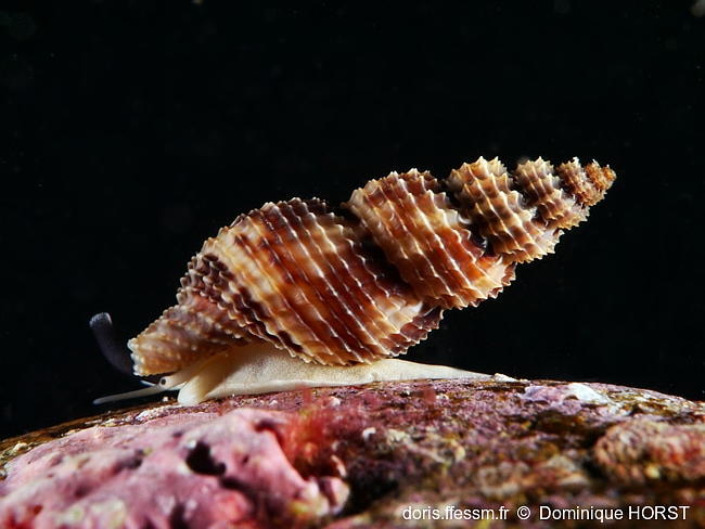 Raphitoma_pupoides-doho060