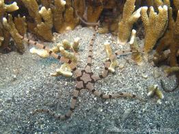ophiolepis_superba_slb5