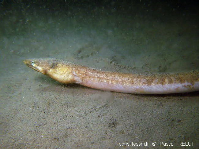 Serpenton imberbe