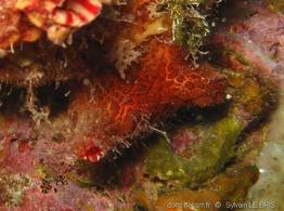 pyura_microcosmus-slb