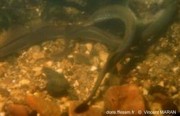 lampetra_fluviatilis_vm_1