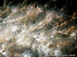 bunodeopsis_strumosa-fa1