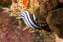 chromodoris_boucheti_ap1