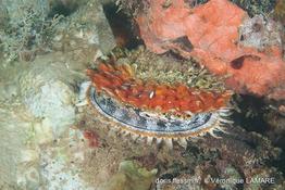spondylus_varius-vl2