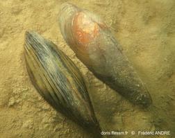 anodonta_cygnea-fa-01