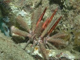 eucidaris_tribuloides_vm1