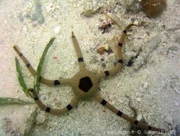 ophiolepis_superba-slb2