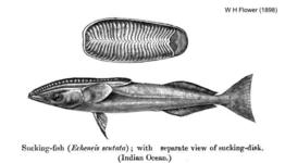 remora-australis