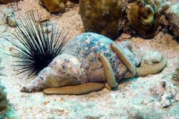 charonia_variegata-4