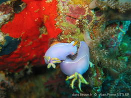hypselodoris_bullocki-aps64