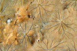 diplastrella_bistellata-vl-01