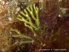 exidmonea_coerulea-fa2