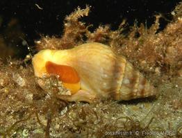 euthria_cornea-fa1