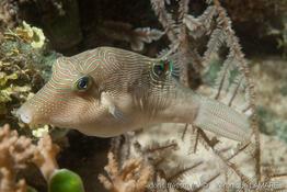 canthigaster_compressa-vl2