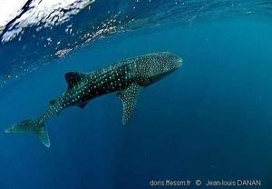 Rhincodon-typus_jld01